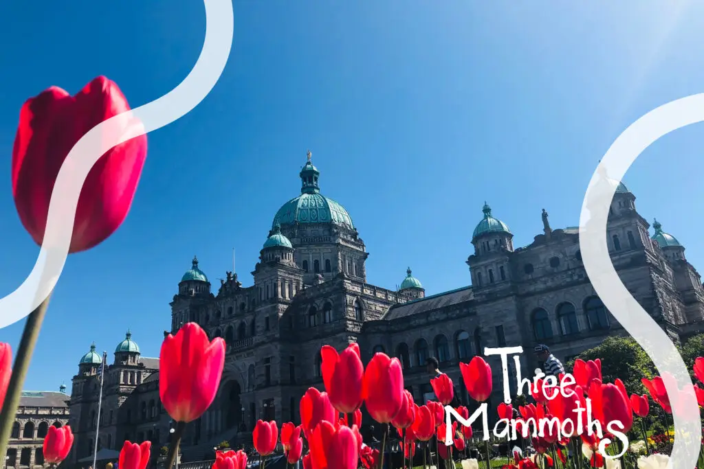 Victoria BC parliament red tulips