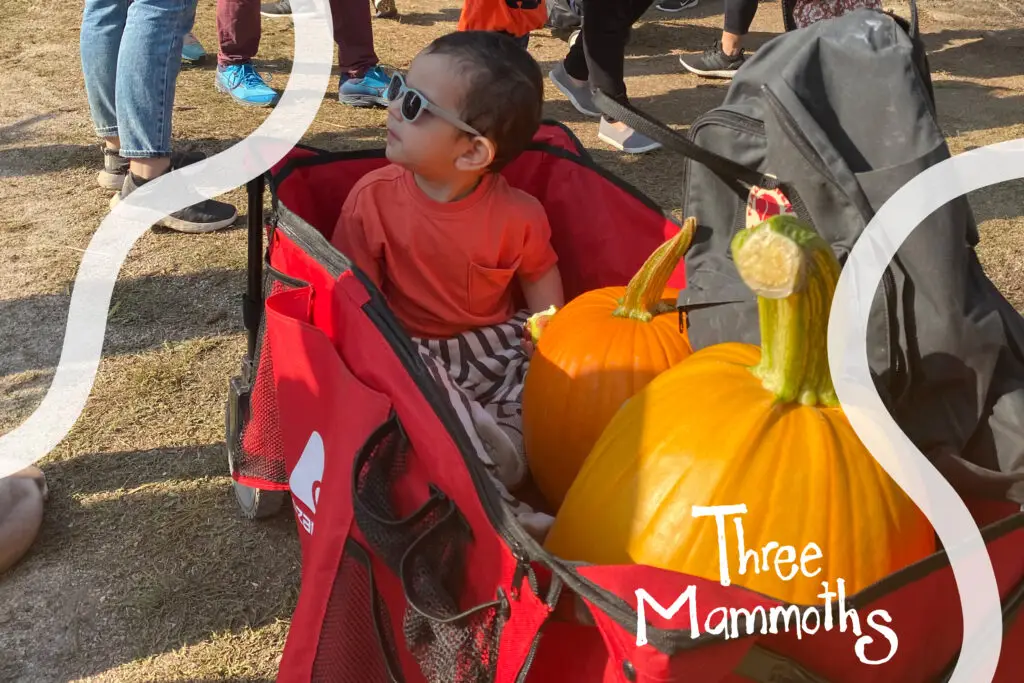 kid with two huge pumpkins in a wagon