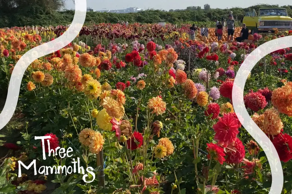 flower field in Richmond BC