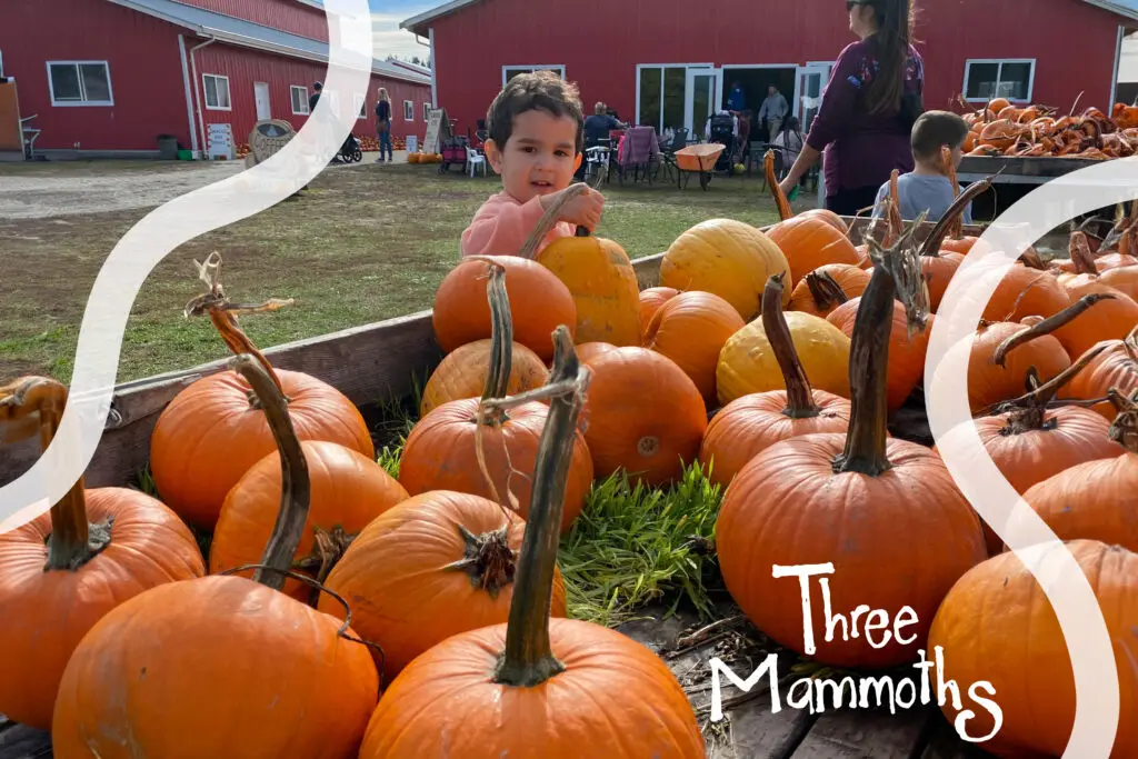 Kid picking up a pumpkin at a pumpkin patch in Maple Ridge