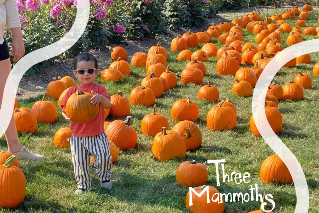 pumpkin patch with a kid with sunnies holding a pumpkin with a smiley face in the farm